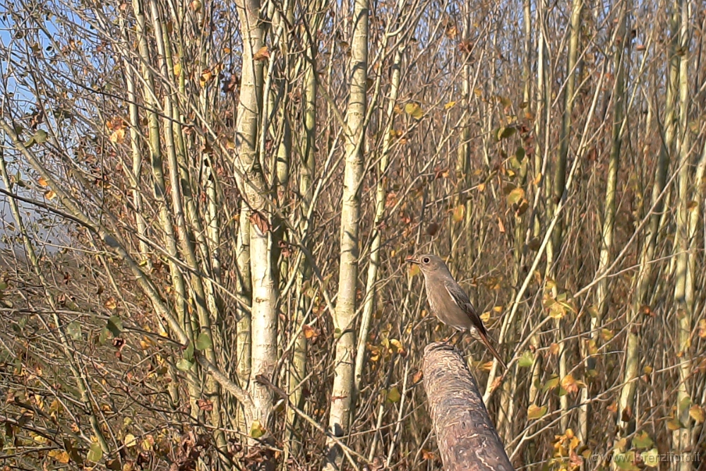 67318 Phoenicurus ochruros (Codirosso spazzacamino).jpg